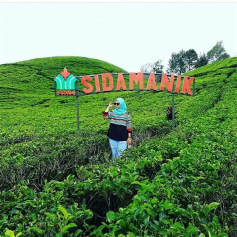 Sejuk Dan Asri Intip Pesona Objek Wisata Kebun Teh Sidamanik Merdeka