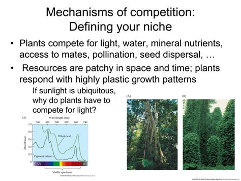 Ppt Competition Neutral Theory Vs The Niche Powerpoint Presentation