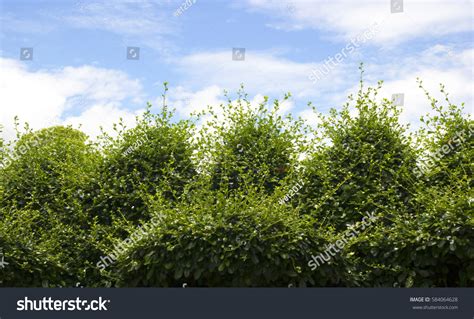 Sky And Bushes Images Stock Photos And Vectors Shutterstock