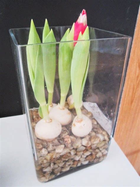 Faire Fleurir Des Bulbes De Tulipes En Vase Bulbe De Tulipe Planter