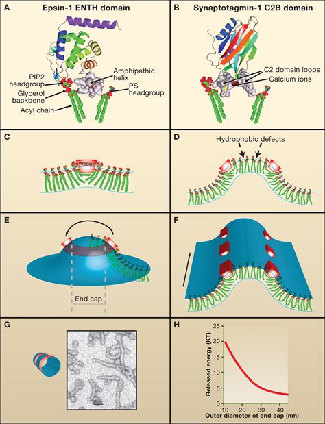 Membrane Curvature In Synaptic Vesicle Fusion And Beyond Cell