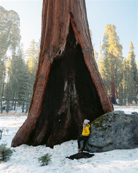 Guide To Visiting Sequoia National Park In The Winter