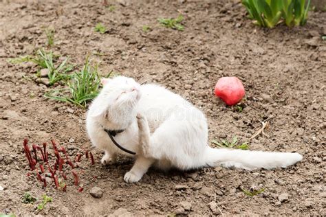 White Cat Playing with a Ball in the Garden, Flea Collars Stock Photo - Image of breed ...