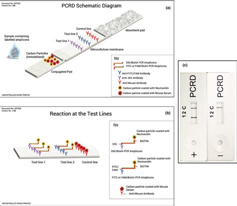 Lateral Flow Device From Abingdon Health Pcrd™ Reproduced With Download Scientific Diagram