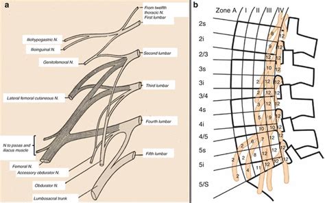 Interbody Fusion Through The Transpsoas Approach Musculoskeletal Key