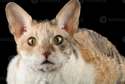 Portrait Of Calico Cornish Rex Cat On Black Background 1411412 Stock