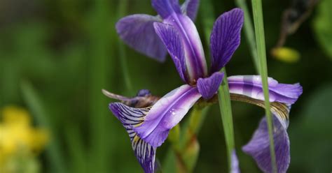 Violette Flamme Am Biotopufer In Zell Am See Mein Garten Fotoblog SN At