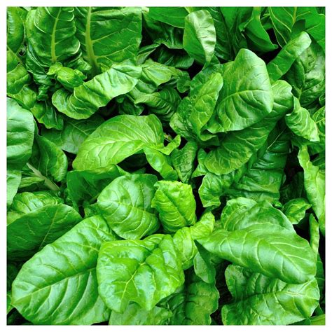 Everwilde Farms 1 Oz Viroflay Spinach Seeds Gold Vault Bulk Seed