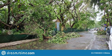 Destruction Of Property And Tree Due To Tauktae Cyclone Editorial Stock