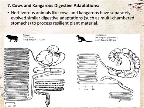 Homologous Organs And Analogous Organs Ppt