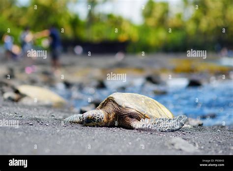 Hawaiian Green Turtles Relaxing At Punaluu Black Sand Beach On The Big