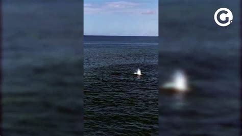 Golfinhos S O Vistos Na Praia De Marata Zes Litoral Sul Do Es V Deo