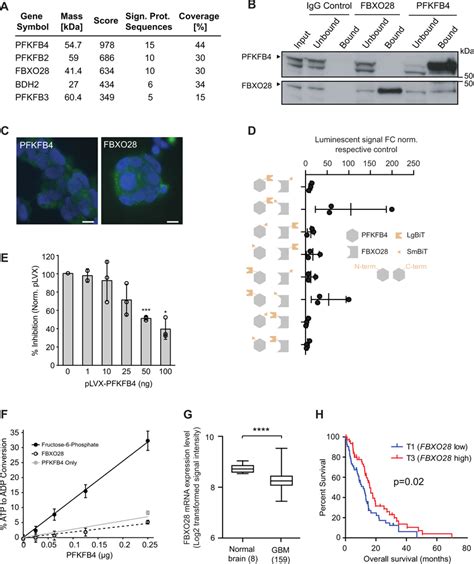 FBXO28 Is A Novel Interaction Partner Of PFKFB4 A Interaction Partners