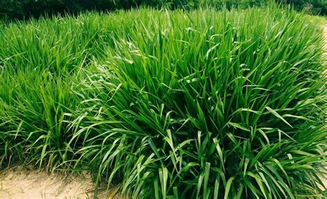 Mengenal Rumput Odot Pakan Hijau Favorit Hewan Ternak Anda Star