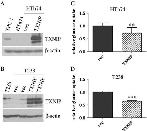 Txnip Antibody