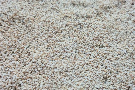 White Black Sesame Seeds Exporters In Nigeria Sesame Seeds Suppliers