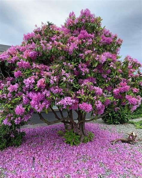 14 Most Beautiful Pink Flowering Trees In Florida