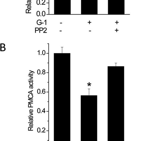 G Inhibits Pmca Activity Via Tyrosine Phosphorylation Of Pmca