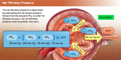 Physiology Ch Glomerular Filtration Renal Blood Flow Their