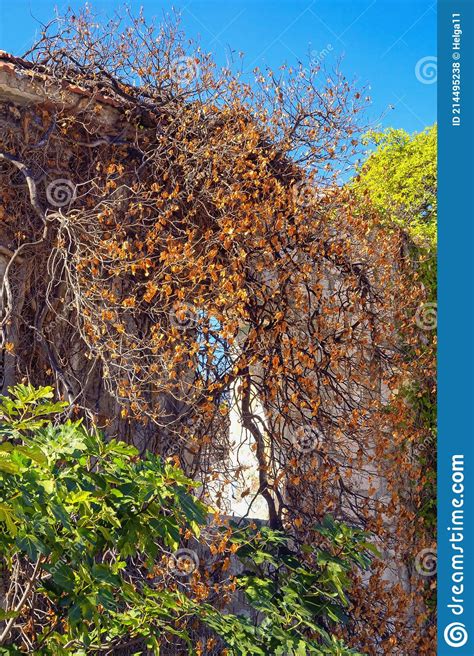 Herfst Van Oud Geruïneerd Huis Oude Muur Van Verlaten Gebouw Stock