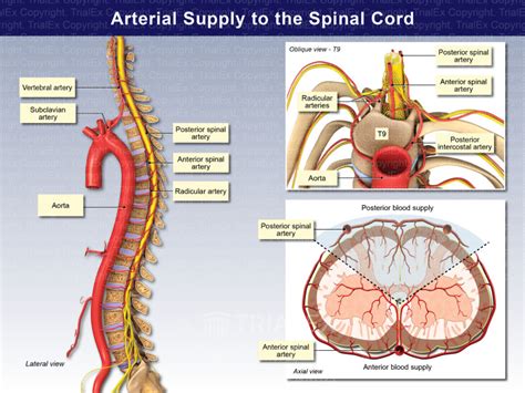 Arterial Supply To The Spinal Cord Trialexhibits Inc