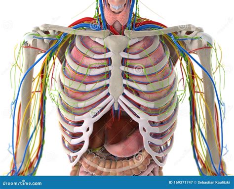 Human Body Anatomy Direction Diagram Thorax Anatomy Muscle Anatomy ...