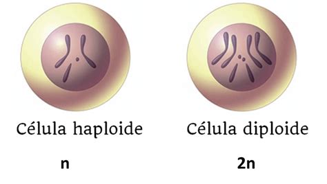 Haploide Diploide Biología Compartida