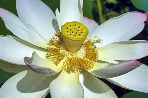 Sacred Lotus Nelumbo Nucifera Flowers Stock Image C0410022 Science Photo Library