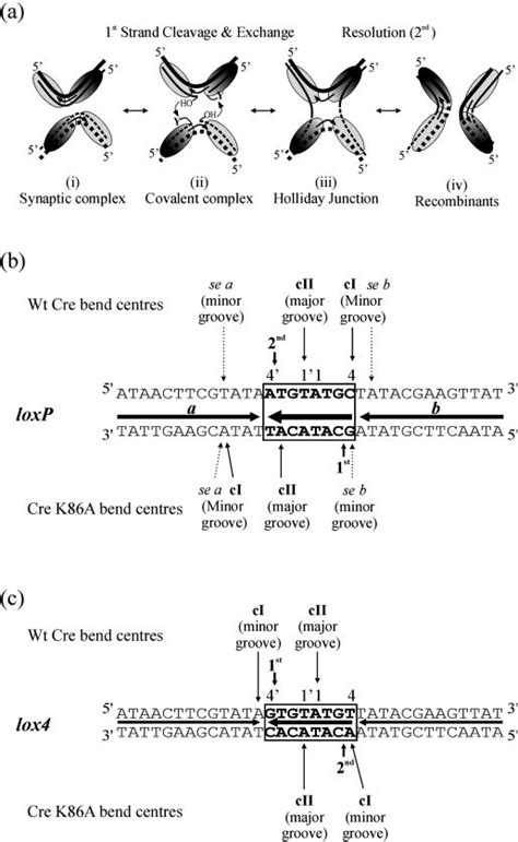 Cre Mediated Site Specific Recombination A Schematic Diagram Of The