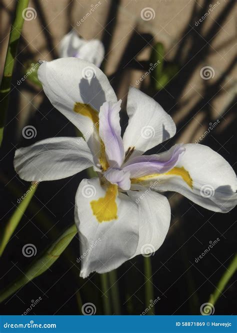 Japanese Iris stock image. Image of garden, white, purple - 58871869