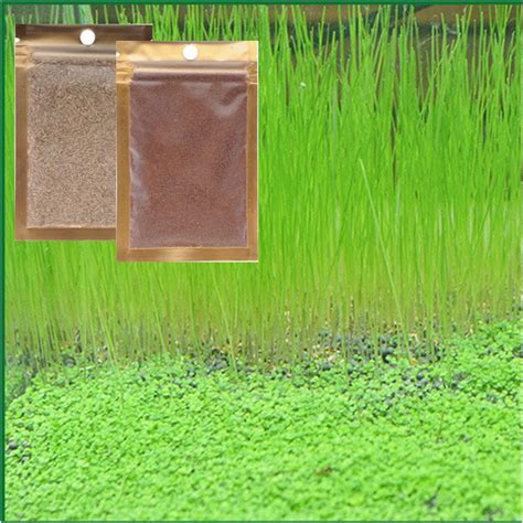 Misuhalou 2 Pack Aquarium Small Leaf Grass Aquarium Grass Plant Water Grass（10g