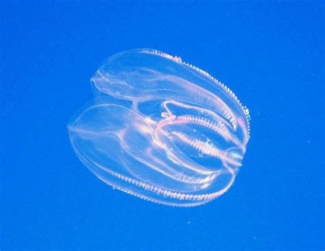 Jellyfish is invisible to prey - Practical Fishkeeping