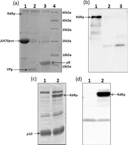 Pull Down Assays For Proteinprotein Interactions Hexa Histidine Tag