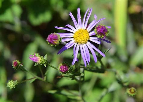 Pin By Laura Greer On Yosemite Plants Yosemite Natural Wonders