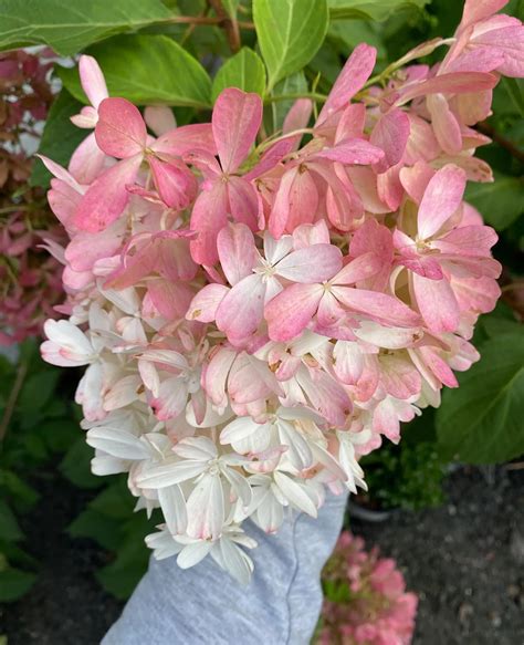 Plant 101 Zinfin Doll Hydrangea