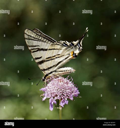 Butterflies Underside Swallowtail Hi Res Stock Photography And Images