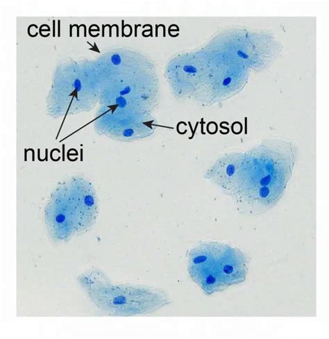 Cell Nucleus - function, structure, and under a microscope - Rs' Science