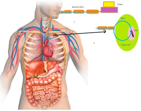 Using Of Biological Wire In Imaging A Hypothesis Download Scientific Diagram