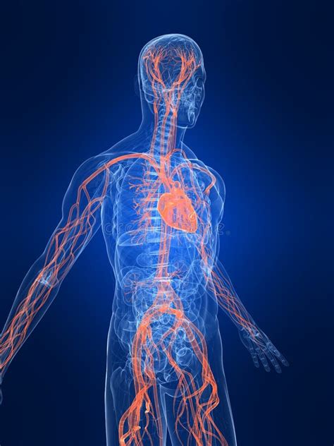 Sistema Vascolare Evidenziato Illustrazione Di Stock Illustrazione Di Vascolare Maschio 15434417