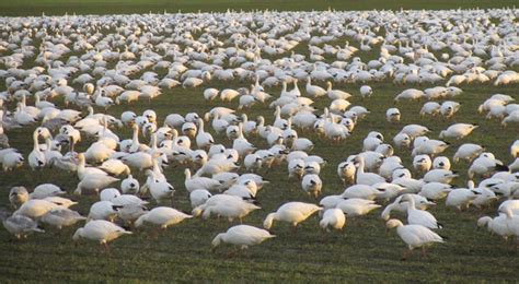 Skagit Valley Snow Geese Eco Tour Visit Skagit Valley North