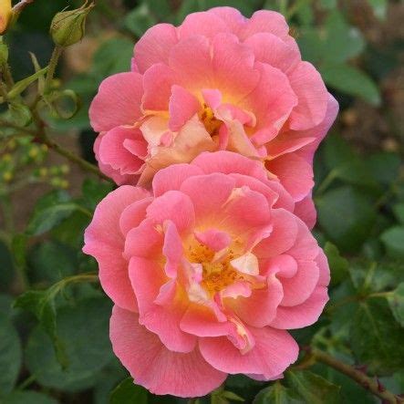 Lafter Shrub Rose Shrub Roses Rose Buy Roses Online