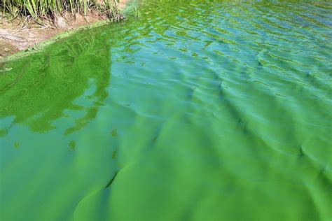 Alertan Por Cianobacterias En Varias Lagunas Bonaerenses Infocielo