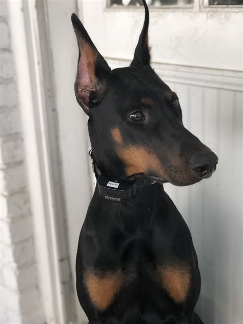 Pin On Doberman Love