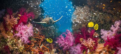 Real Underwater Ocean