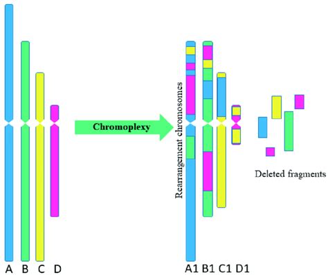 Scheme Of Multiple Complex Chromosomal Rearrangements In Chromoplexy