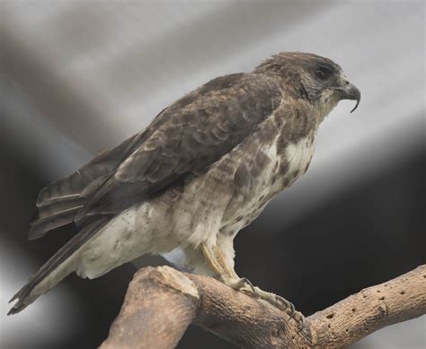 Pictures and information on Hawaiian Hawk
