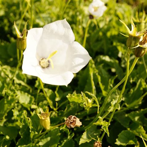 JDA Campanula carpatica 'Alba'