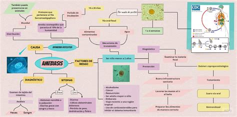 MAPA CONCEPTUAL DE AMEBIASIS INTESTINAL Esquemas Y Mapas Conceptuales