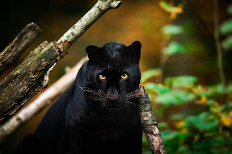 Territorio promedio de una pantera en su hábitat natural Felinos info