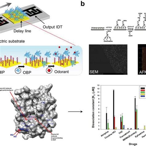 A Saw Biosensor Configuration And Surface Functionalization Method B